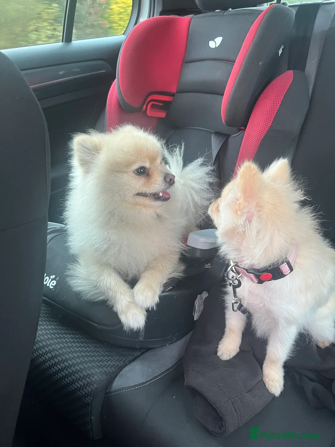 Pomeranian dogs for sale: Luxury  **  Russian Pomeranian Puppy in Swindon - Advert 2