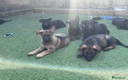 German Shepherd dogs for sale: gorgeous kc reg working blood line German Shepard  - Image 1