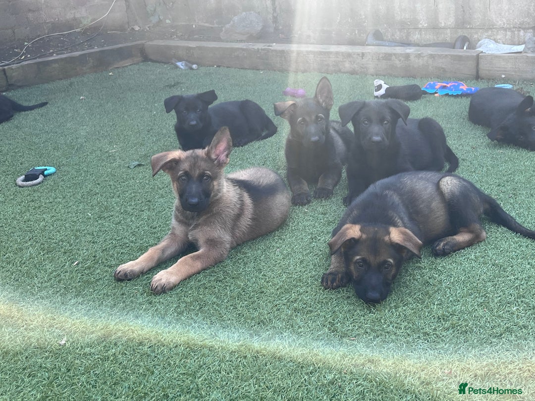 German Shepherd dogs for sale: gorgeous kc reg working blood line German Shepard  - Image 1