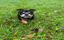 English Bulldog dogs for stud: Stud English Bulldog - Image 19
