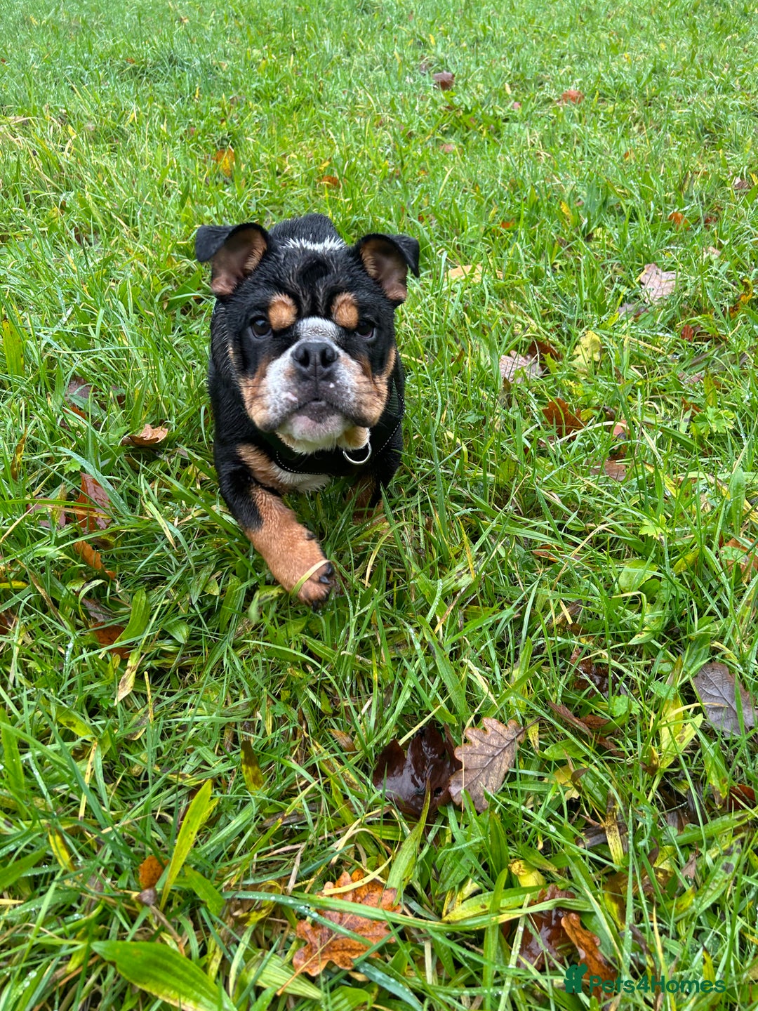 English Bulldog dogs for stud: Stud English Bulldog - Image 19