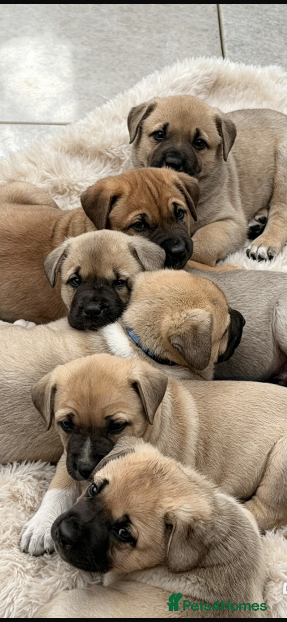 Mixed Breed dogs  Ready to go! Stunning Kangal cross  - Advert 16