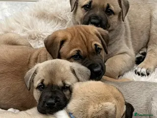 Mixed Breed dogs Ready to go! Stunning Kangal cross - Advert 16
