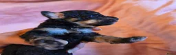 Toy Poodle dogs for sale: 🐩 Gorgeous Toy Poodle pups 🐩  - Advert 10