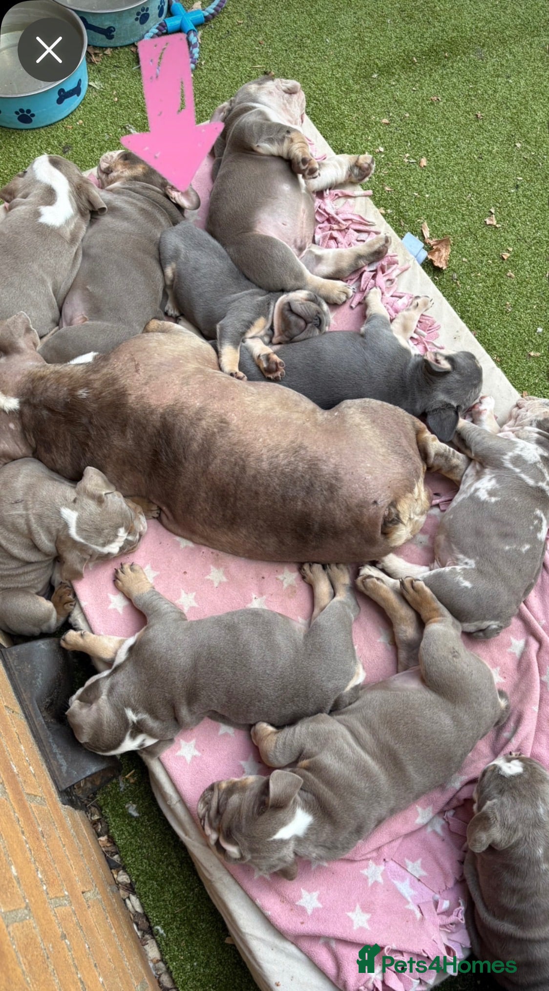 French Bulldog dogs French bulldog beauties  - Advert 2