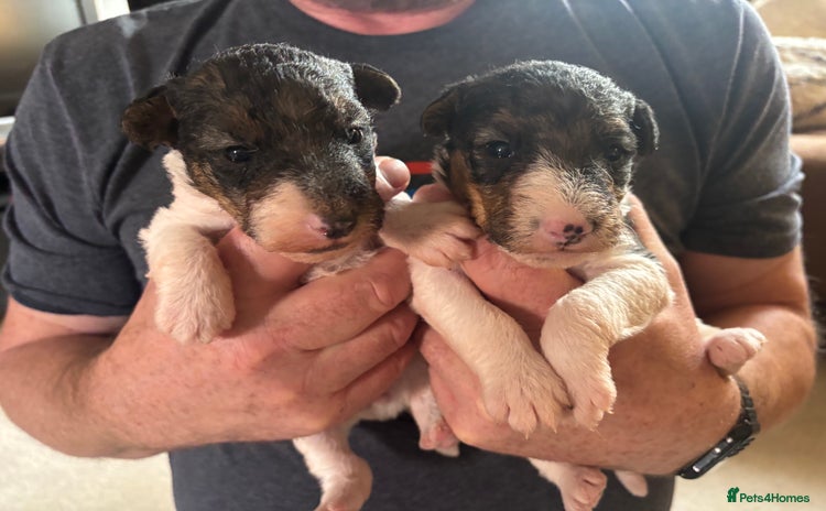 Fox Terrier dogs - Advert 1