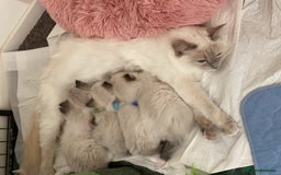 Ragdoll cats for sale: Humble purebred Active Ragdolls - Advert 9