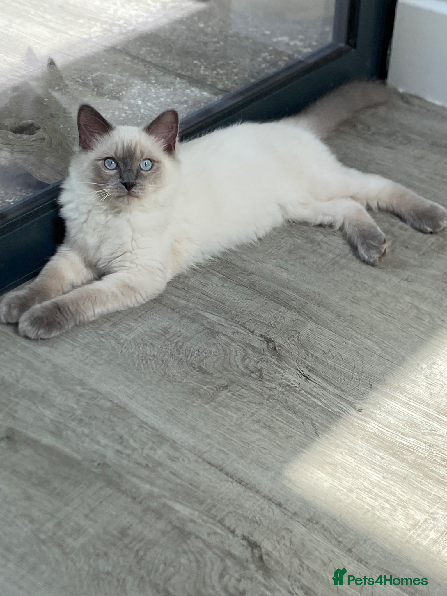 Ragdoll cats TICA registered Ragdoll Kittens Available  - Advert 7