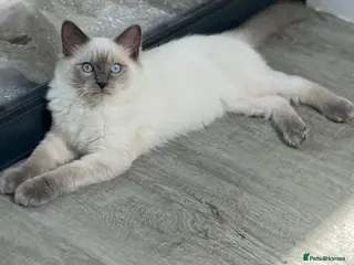 Ragdoll cats 1 Boy Left! TICA registered Ragdolls Available - Advert 1