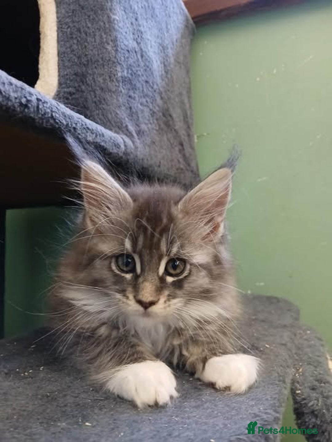 Maine Coon cats for sale: Maine Coon Kittens - Image 14