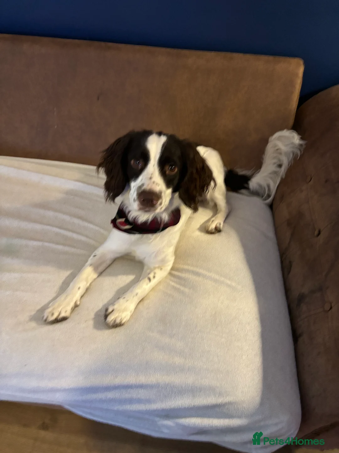 English Springer Spaniel dogs for stud: Buddy is looking for a girlfriend  in Blairgowrie - Advert 2