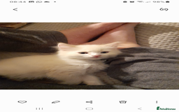 Ragdoll cats for sale: Ragdoll kitten - Image 2