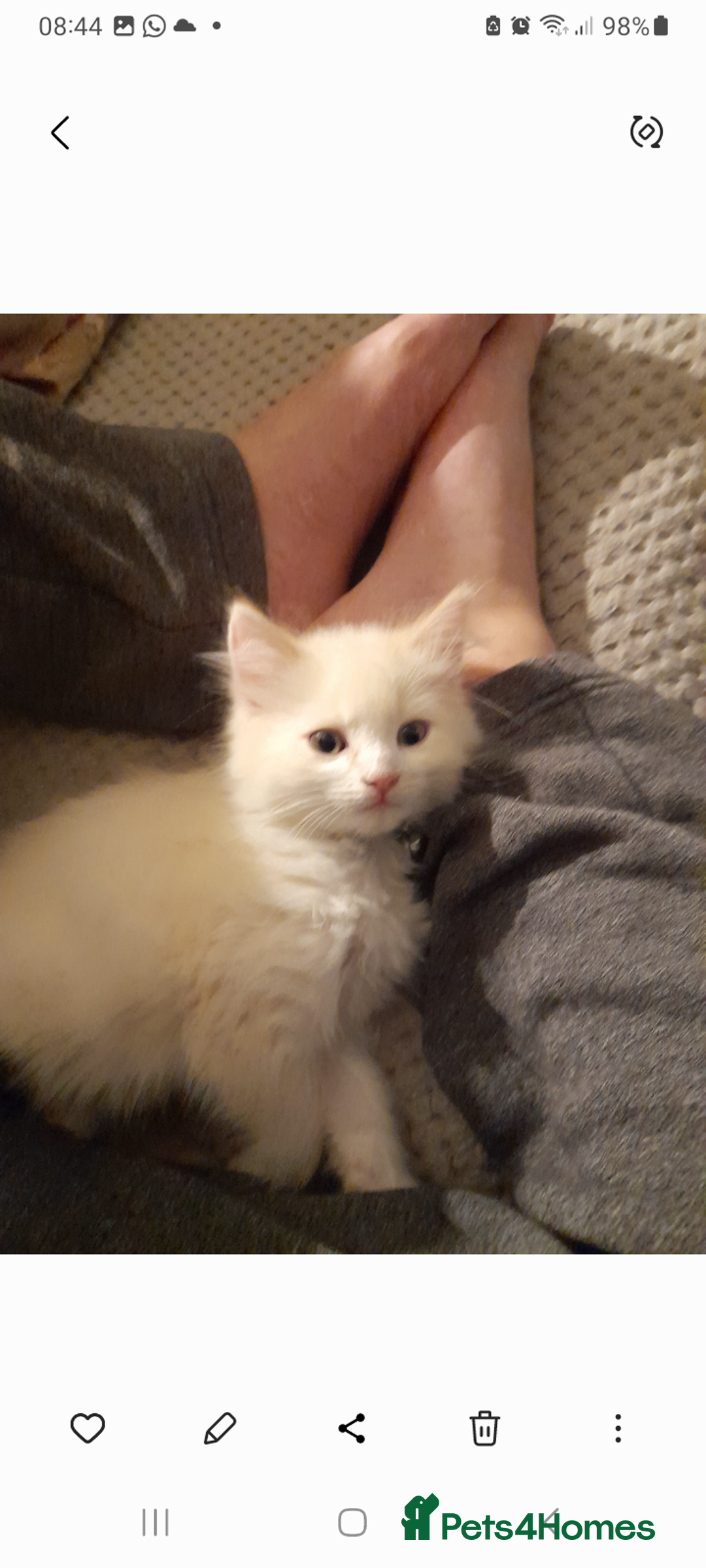 Ragdoll cats for sale: Ragdoll kitten - Image 2