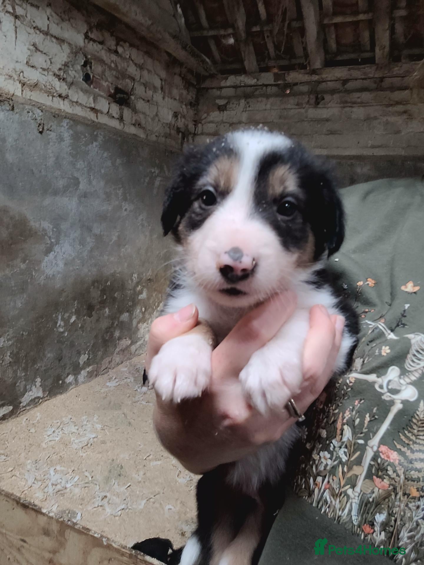 Border Collie dogs Working collie pups - Advert 1