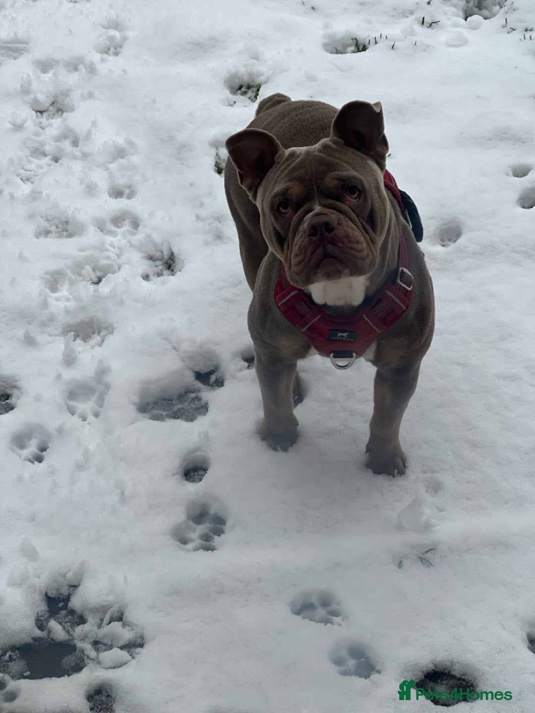 American Bully dogs for sale: Pocket bully for sale  - Image 2