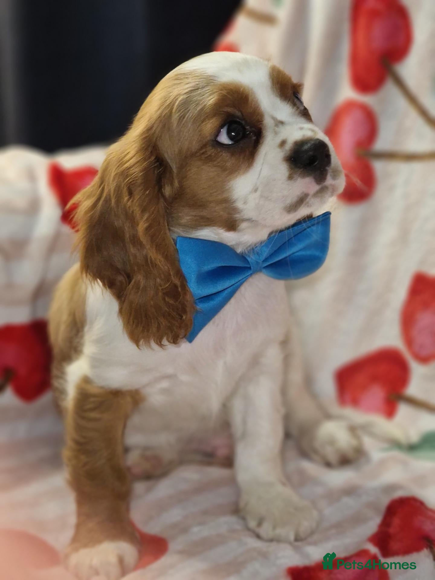 Cavalier King Charles Spaniel dogs Cavalier King Charles Spaniel!DNA tested! - Advert 1
