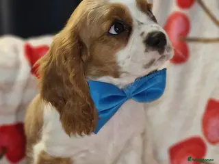 Cavalier King Charles Spaniel dogs Cavalier King Charles Spaniel!DNA tested! - Advert 1