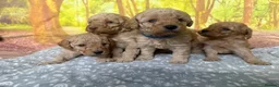 Labradoodle dogs for sale: Beautiful small / miniature labradoodles  - Advert 8