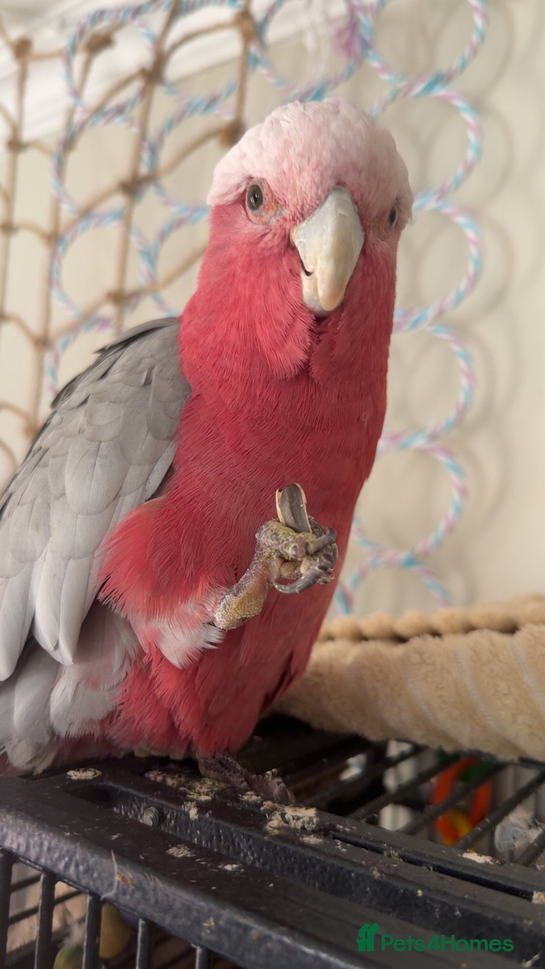 Cockatoo birds for sale: Beautiful happy boy  - Advert 2