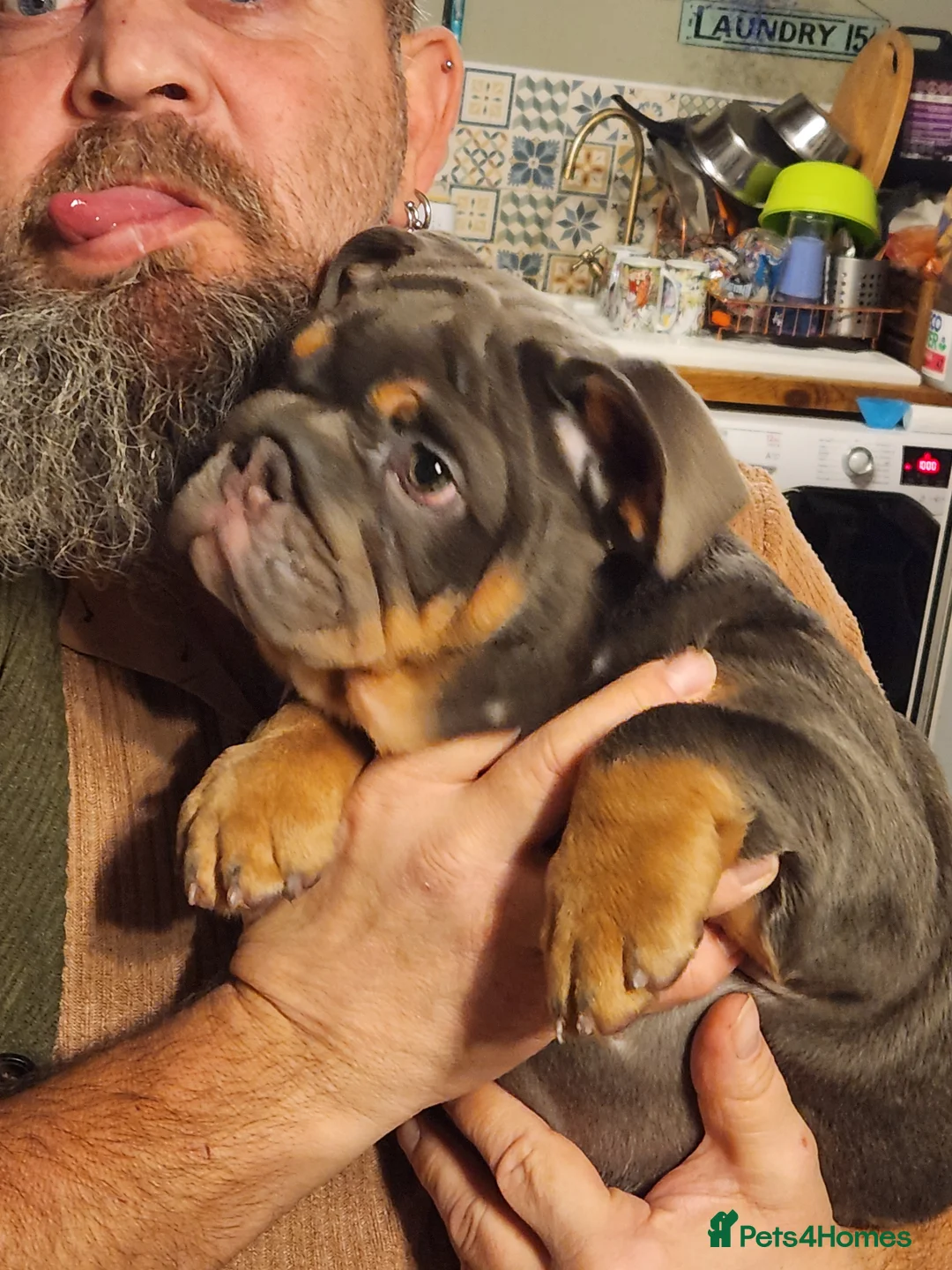 English Bulldog dogs for sale: Baby 6 1/2 months old Blue & Tan in Great Yarmouth - Advert 6