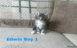 Ragcoon cats for sale: Gorgeous Mainecoon x Ragdoll kittens  - Image 5