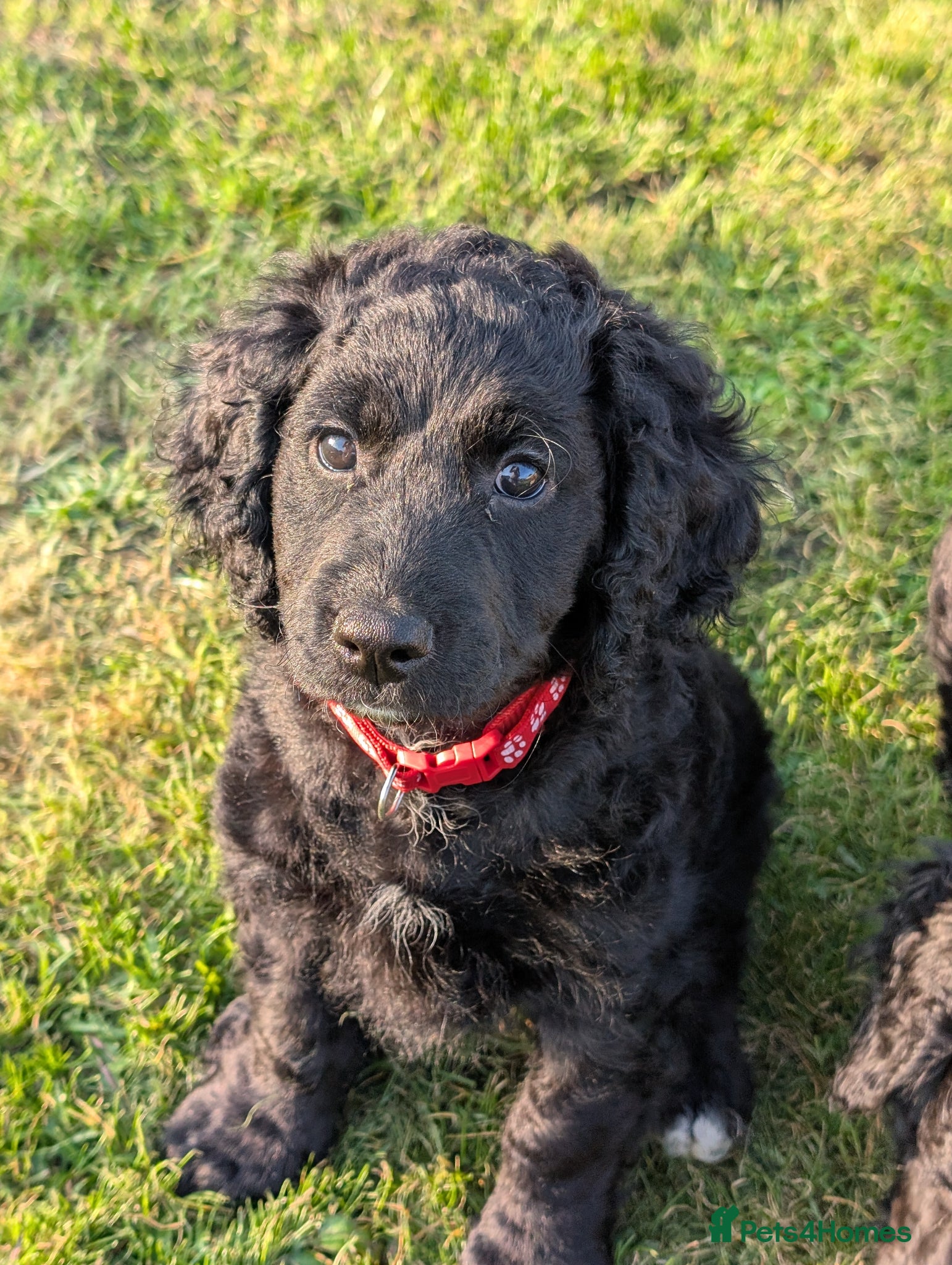 Cockapoo dogs Cockapoo puppies  - Advert 10