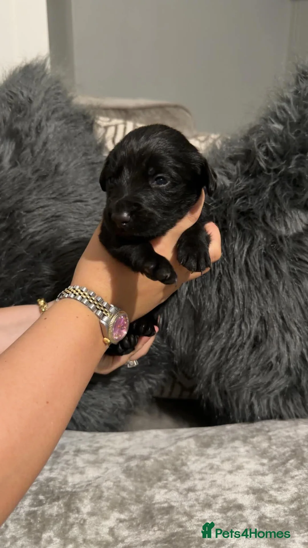 Cockerdor dogs for sale: Gorgeous cockerdor puppies  - Advert 2