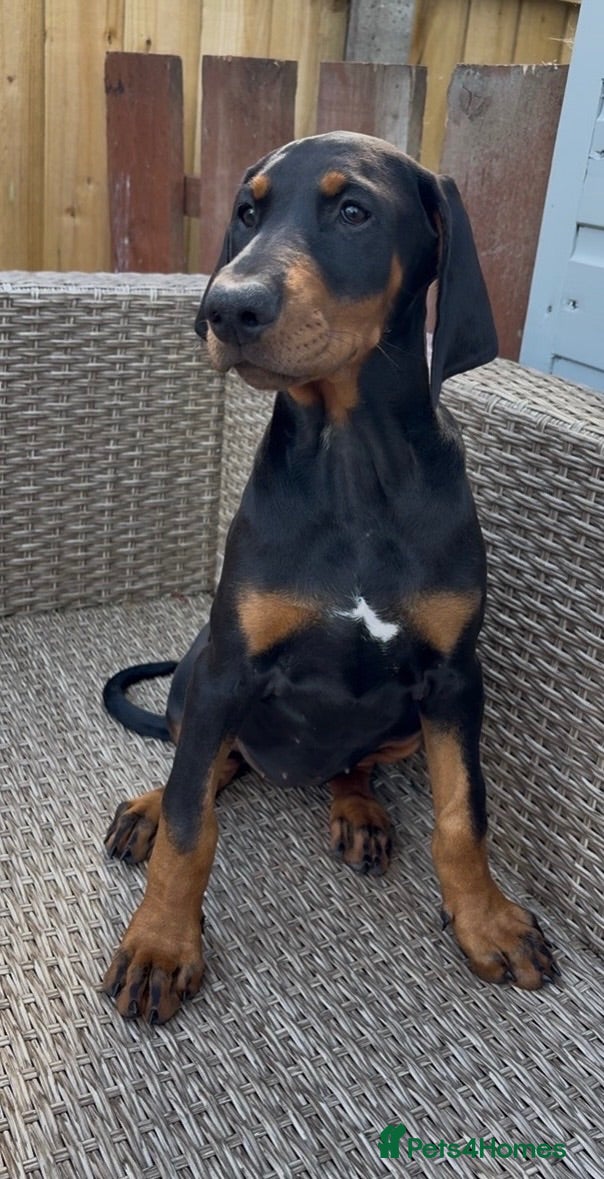 Dobermann dogs Champion and working lines KC Doberman litter - Advert 2