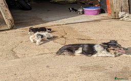 Border Collie dogs for sale: Border Collie puppies  - Image 5