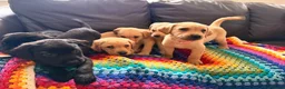 Labrador Retriever dogs for sale: Here come the boys! - Advert 22