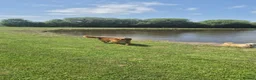 Golden Retriever dogs for sale: KC GOLDEN RETRIEVER PUPS, HEALTH TESTED PARENTS - Advert 5