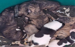 Whippet dogs for sale: Five Star KC Whippet Puppies - Image 13