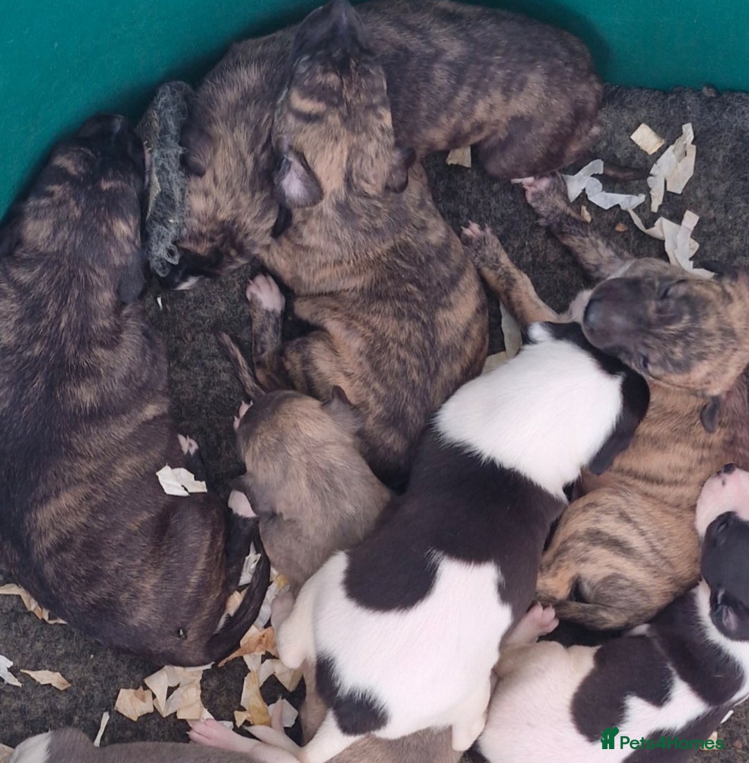 Whippet dogs for sale: Five Star KC Whippet Puppies - Image 13
