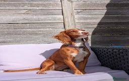 Cocker Spaniel dogs for sale: Working Cocker Spaniel 7 Months Old - Image 2
