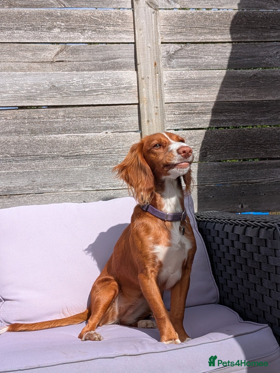Cocker Spaniel dogs for sale: Working Cocker Spaniel 7 Months Old - Image 2