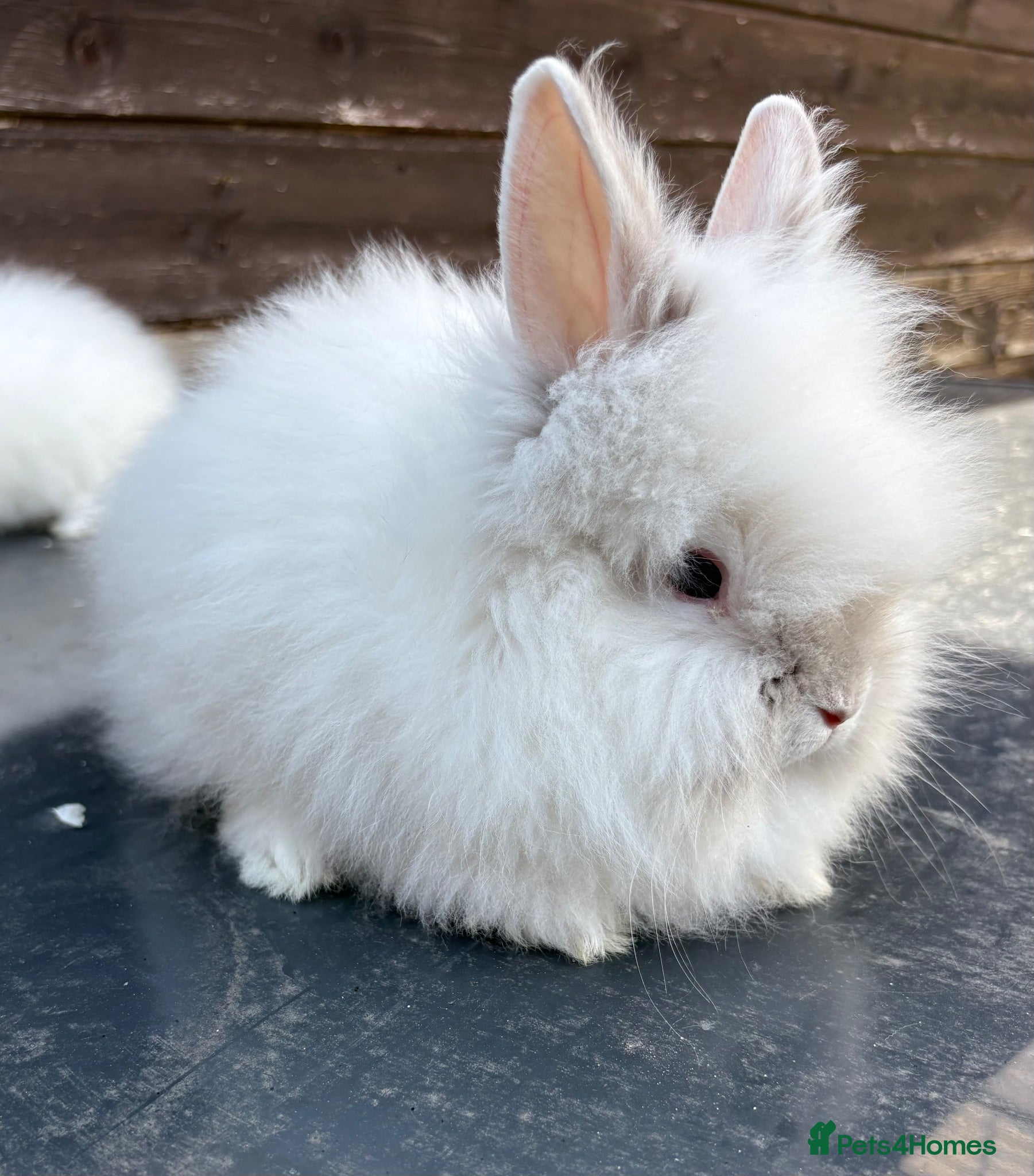 Lionhead rabbits Two females baby double maned lion heads for sale  - Advert 1