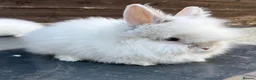Lionhead rabbits for sale: Two females baby double maned lion heads for sale  in Runcorn - Advert 1