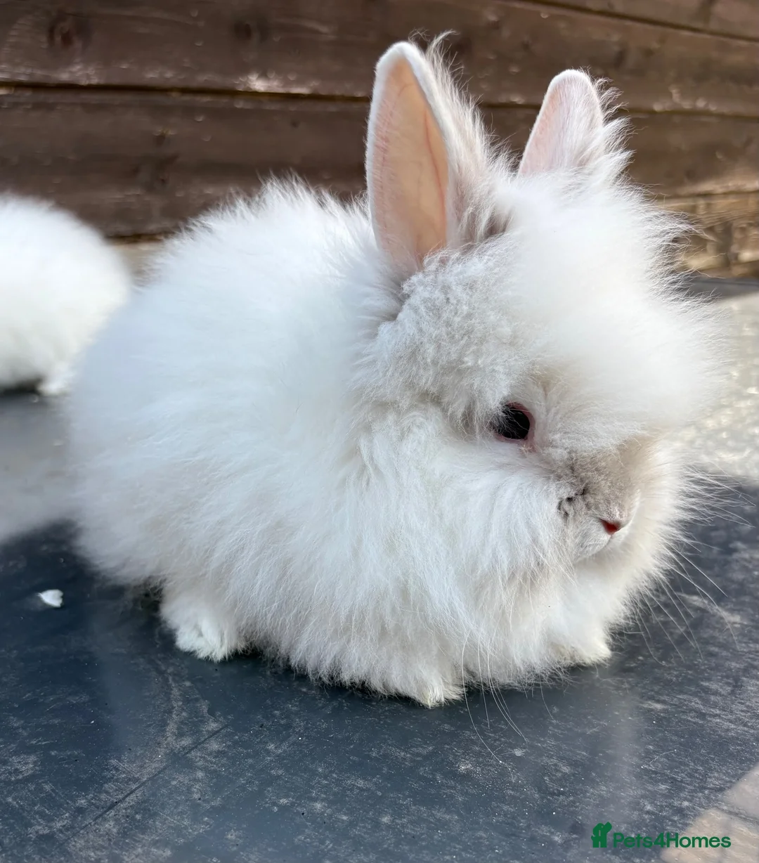 Lionhead rabbits for sale: Two females baby double maned lion heads for sale  in Runcorn - Advert 1