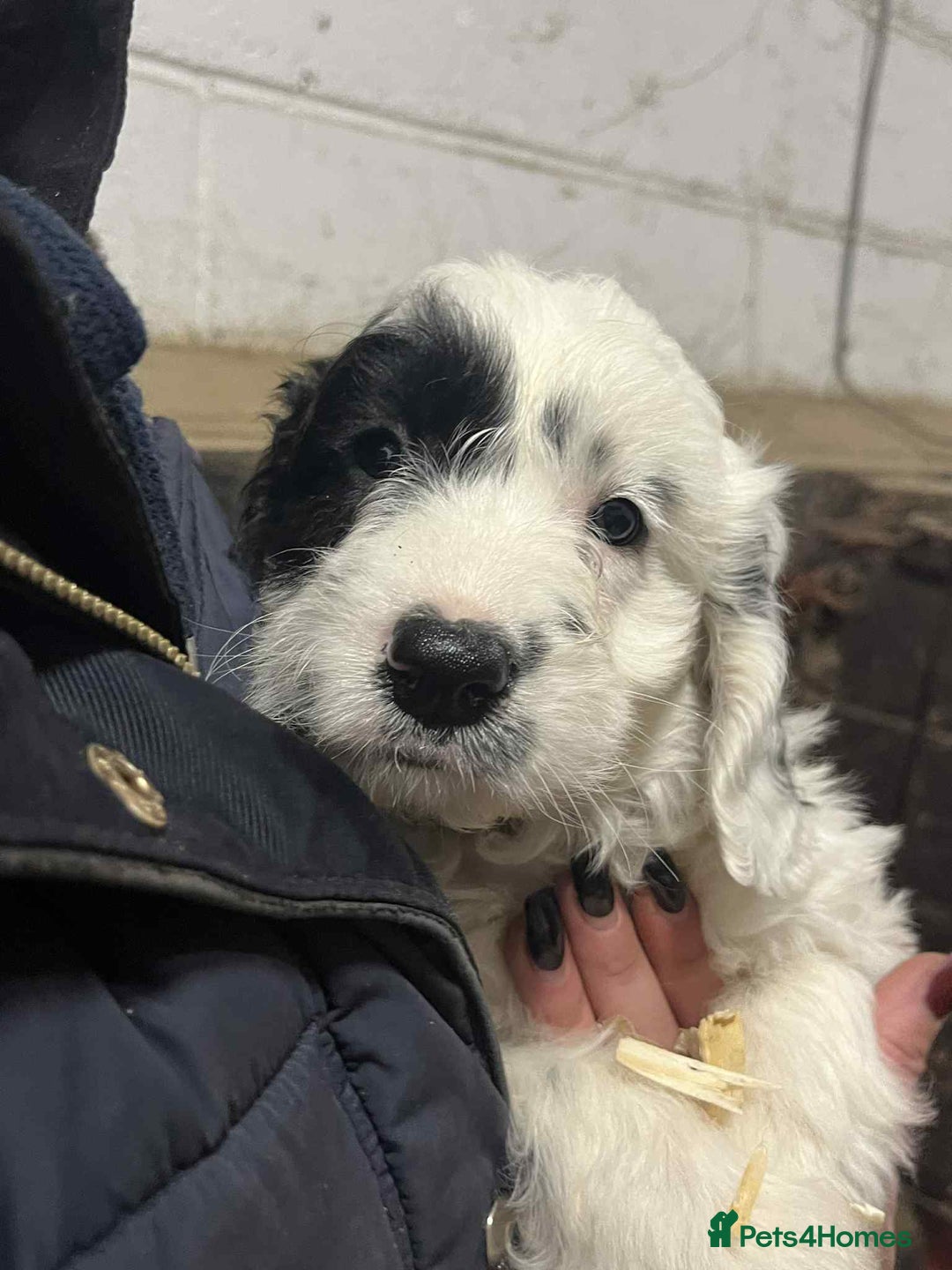 Mixed Breed dogs for sale: Sproodles / sprokapoo - Advert 8