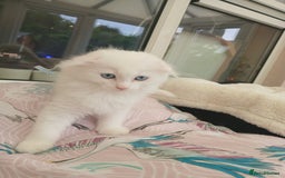 Scottish Fold cats for sale: Scottish folds with hearts of gold - Image 4