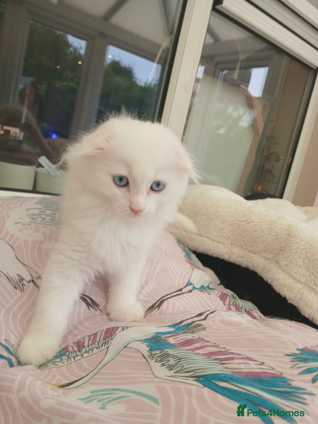 Scottish Fold cats for sale: Scottish folds with hearts of gold - Image 4