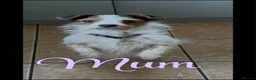 Mixed Breed dogs for sale: Jackrussell cross Shih Tzu puppies  - Advert 4