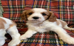 Cavalier King Charles Spaniel dogs for sale: Beautiful Cavalier King Charles KC Registered Pups - Image 8