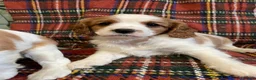 Cavalier King Charles Spaniel dogs for sale: Beautiful Cavalier King Charles KC Registered GIRL - Advert 8
