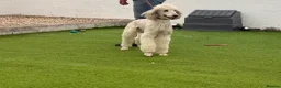 Standard Poodle dogs for sale: Amazing standard poodle babies - Advert 7