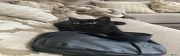 British Shorthair cats for sale: Beautiful British shorthair kittens for sale  - Advert 1