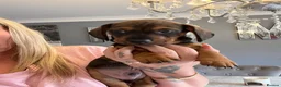 Dachshund dogs for sale: Beautiful miniture dachshund puppies  - Advert 10