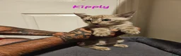 Bengal cats for sale: TICA registered bengal kittens - Advert 5