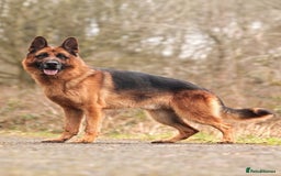 German Shepherd dogs for stud: KC Registered German Shepherd Stud in Stafford - Image 1