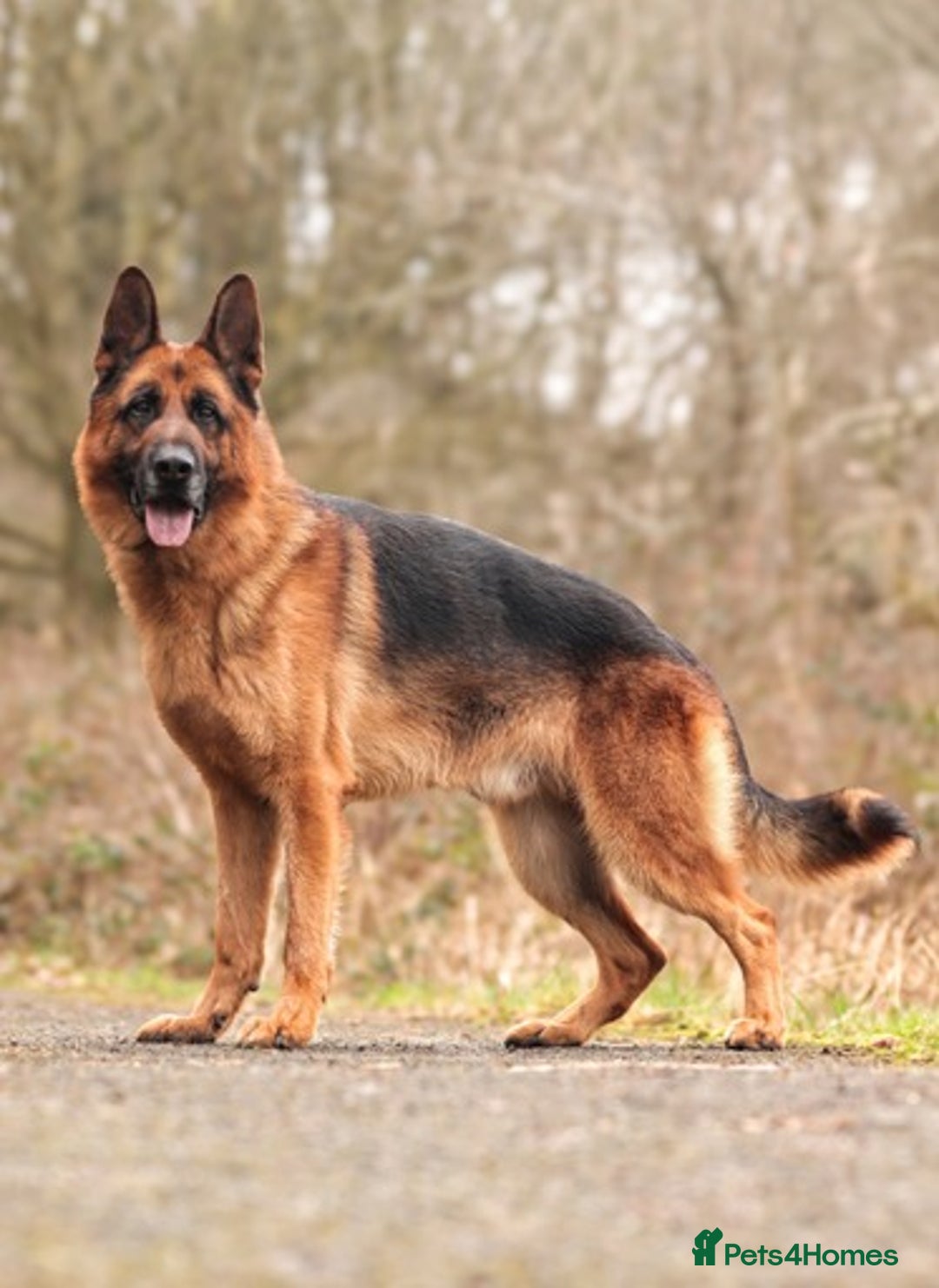 German Shepherd dogs for stud: KC Registered German Shepherd Stud in Stafford - Image 1